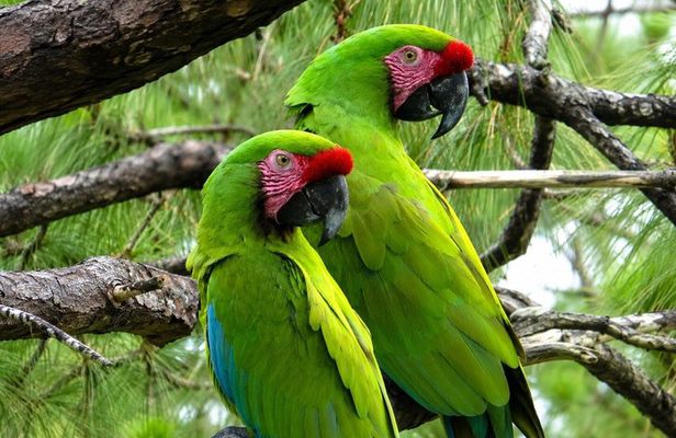 Private Macaw Birdwatching at Guacamayas Reserve