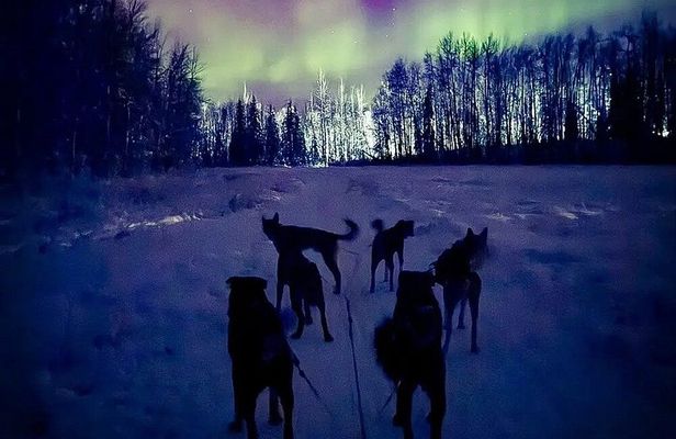 Moonlight Dog Sled Adventure with Dinner in Willow Alaska