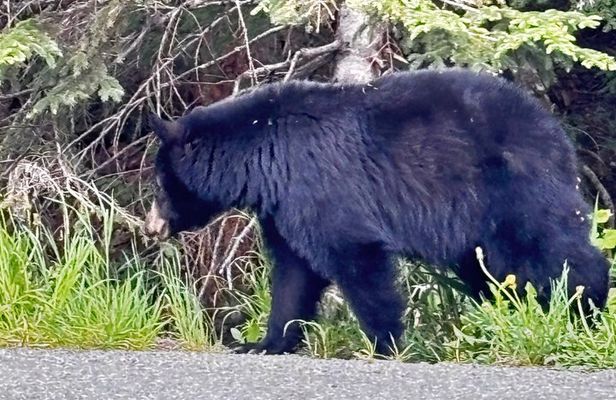 Whistler Guided eBike Tour Experience
