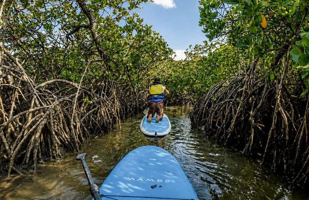 Noosa: Epic Stand Up Paddle Stingray & Mangrove Tunnel Tour