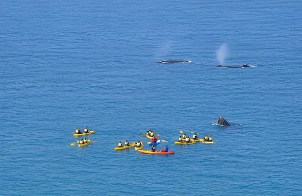 Noosa: Epic Whale Watching On Ocean Kayaks & Beach 4X4 Tour