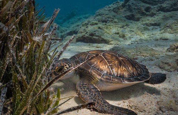 Green Bay Turtle Dive Experience in Protaras