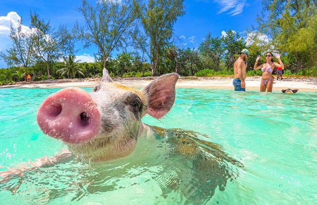 Nassau: Pearl Island Swimming Pigs Express Meet and Feed the Pigs