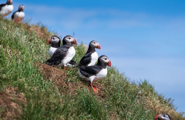 Westman Islands Volcano and World Largest Puffin Colony Tour