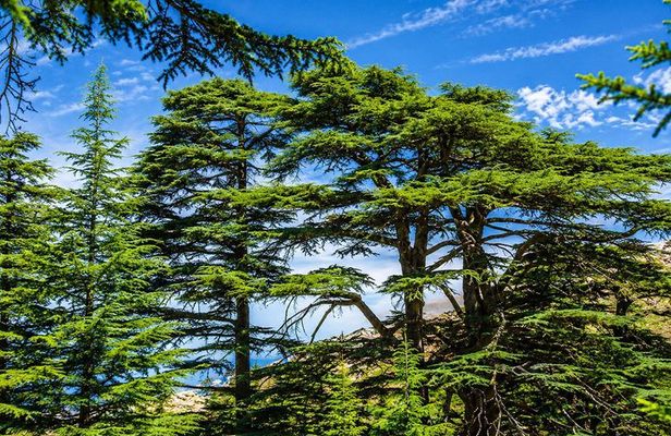 Private Full-Day Tour to Qadisha valley, Bcharre and Cedars of God from Beirut