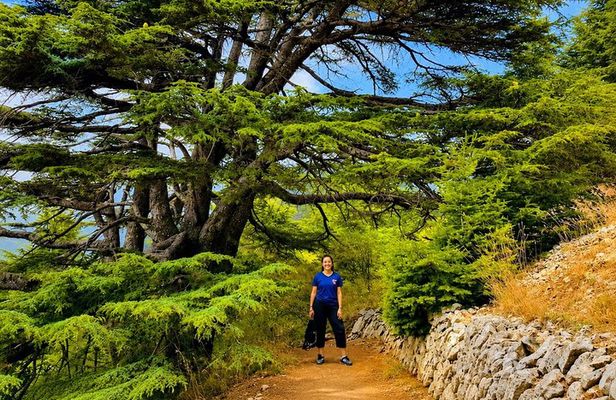 Private Baalbek, Ksara Winery & Chouf Cedars | Guided Tour