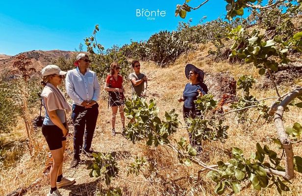Tour and Tasting at an Old Bronte Pistachio Farm