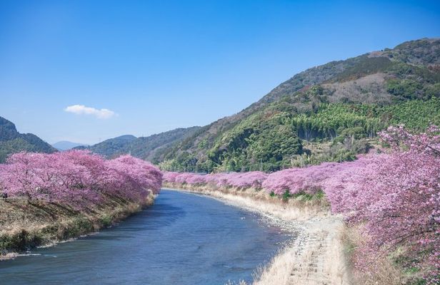 Kawazu Cherry Blossom Sightseeing Tour from Tokyo by Train