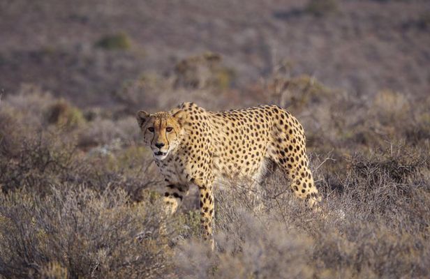 Sanbona Wildlife Reserve return private transfers from Cape Town