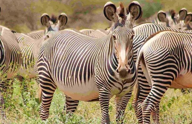 3 Days Safari Adventure to Samburu National Reserve