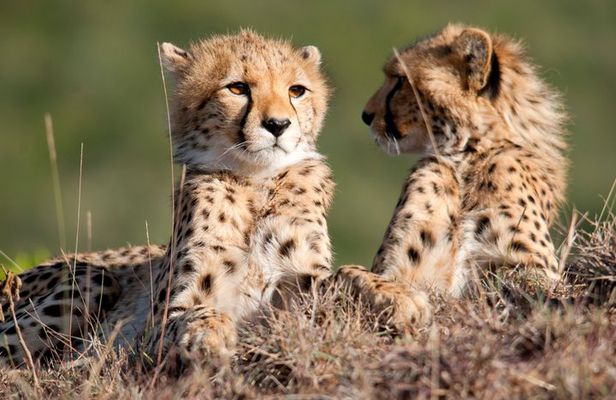 Maasai Mara Day Tour From Nairobi
