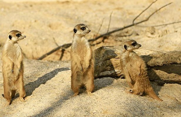 3 Days Fly In and Out For a Luxurious Serengeti Adventure