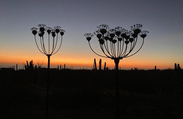 Desert Art Tour in Todos Santos