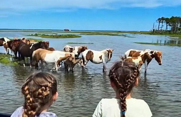 Saltwater Pony Tours Chincoteague Assateague Wild Pony Boat Tour
