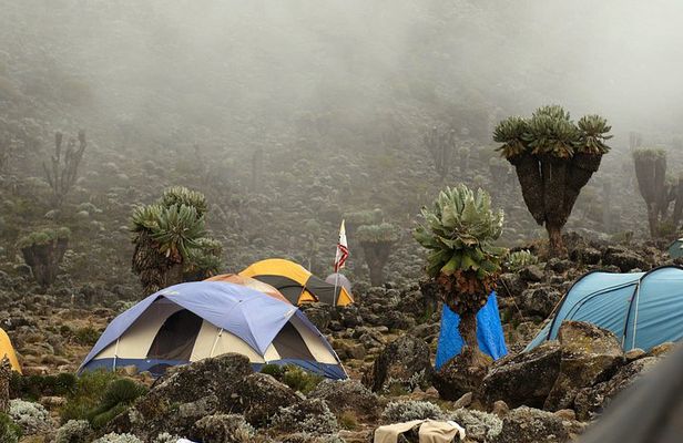 8 Day Mountain Kilimanjaro Climb via Lemosho Route