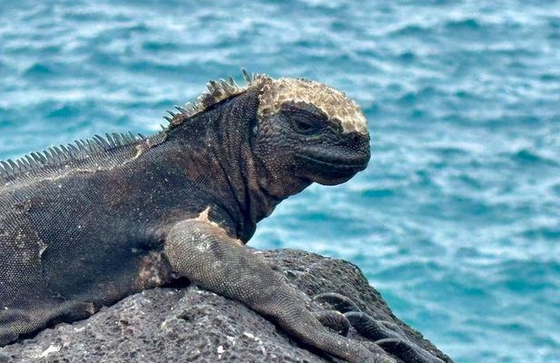 Galapagos Island Hopping Tour 3 Islands in 7 Days