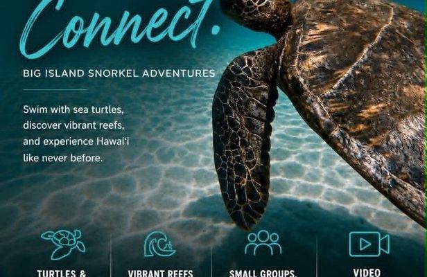 Hawaiian Sea Turtle & Reef Snorkel