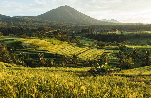Jatiluwih UNESCO Rice Terrace with Monkey Forest and Bali Swing