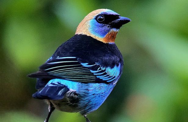 Birding spot in Monteverde: Guide + HD Scope & Binoculars+Photos