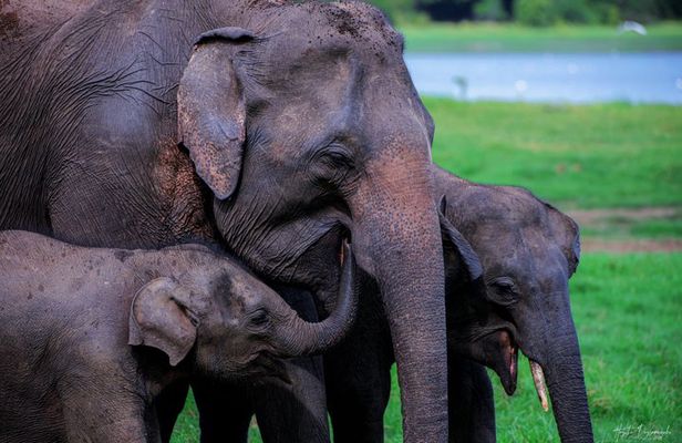Minneriya National Park Private Jeep Safari with Expert Guide