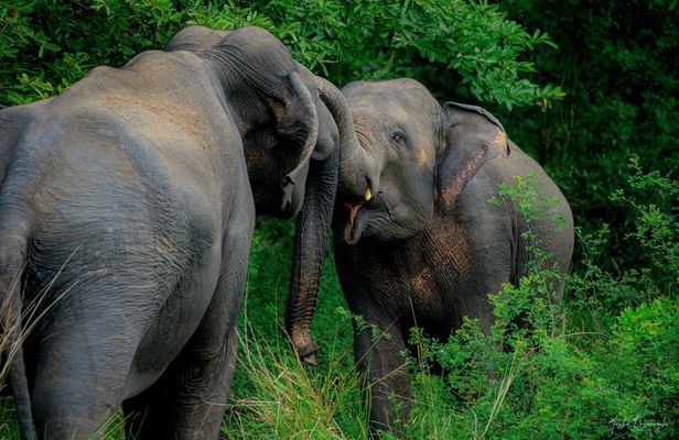 Minneriya National Park Half Day Private Safari With Expert Guide