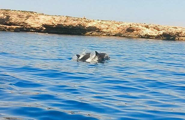 Dolphin Spotting Tour from St Pauls Bay Malta Experience