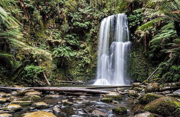 Otway Fly Treetop Walk Waterfalls and Redwood Tour from Melbourne