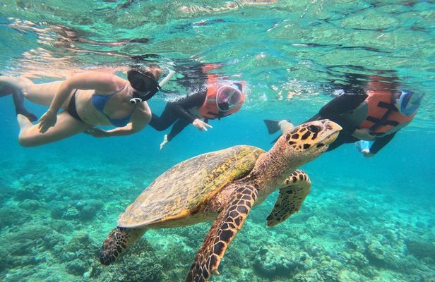 Shared Snorkeling Adventure to Menjangan Island Bali