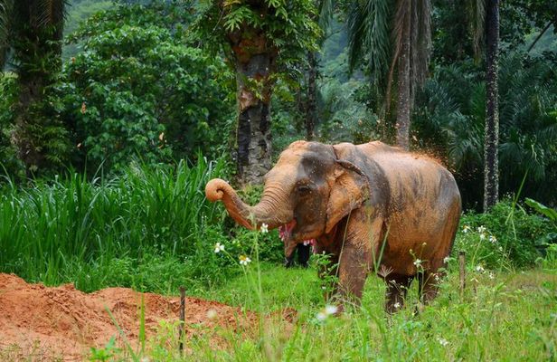A Mini Moment at Krabi Roaming Elephant Sanctuary (NO-Touching)
