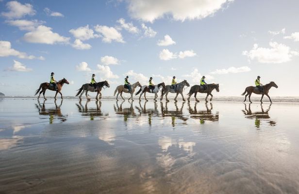 2-Hour Muriwai Beach Horse Riding Experience