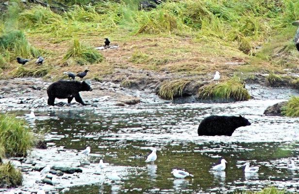 Ketchikan Deluxe City, Saxman Native Village and Wildlife Tour