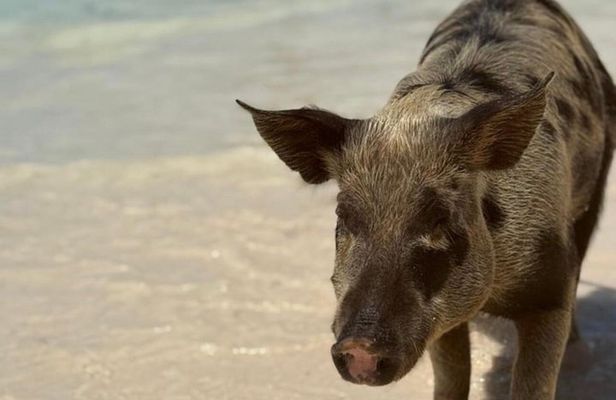 Epic Exuma Escape: Swimming Pigs, Sharks & Beyond | Full Day