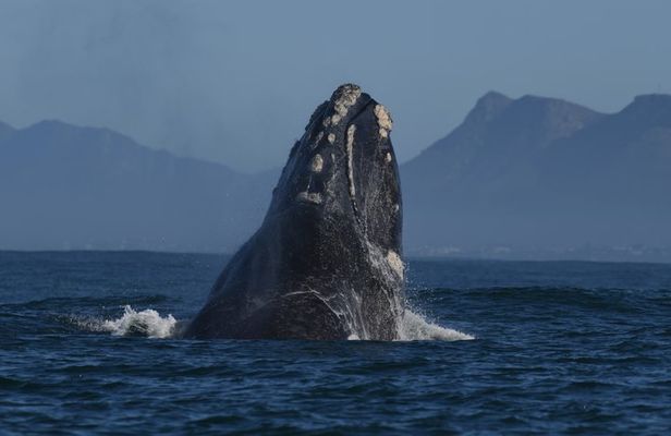 Shared Hermanus Boat Based Whale Watching and Penguin Adventure