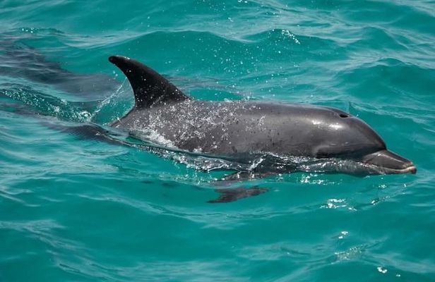 Luxury Private Speedboat Dolphin House and Hula Hula island