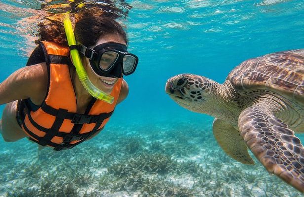 Swim with sea turtles & discover hidden cenotes like a local
