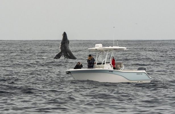 Premier Whale and Dolphin Watching