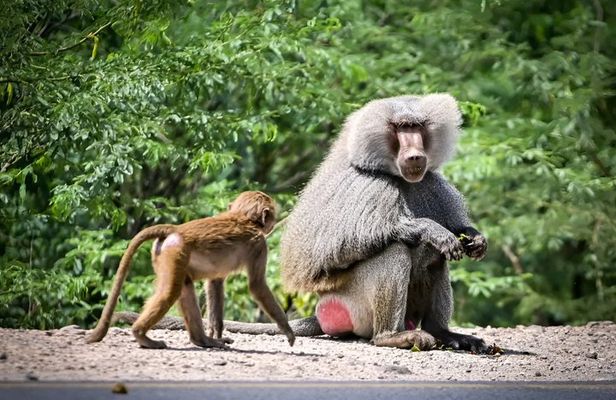 Blue Nile Gorge Gelada Baboons and Debre Libanos Tour