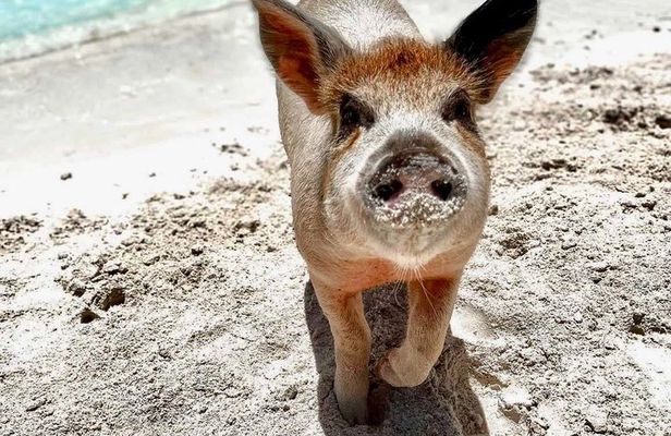 Path to Paradise: Swimming Pigs Adventure | Rose Island