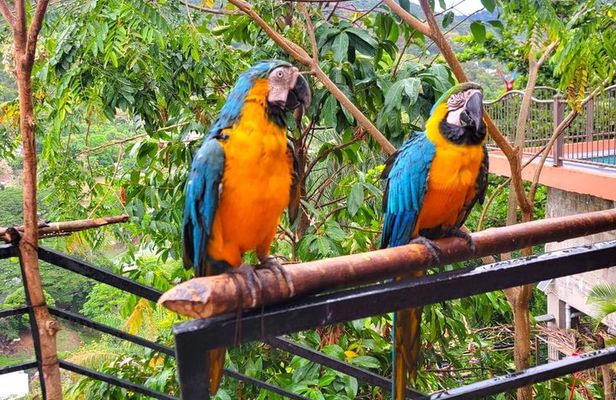 Macaw Sanctuary and City View