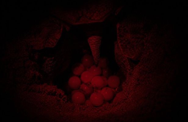 Spawning turtle sighting tour.