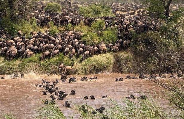 5-Day Great Migration Safari from Tanzania, Mara River and Big 5