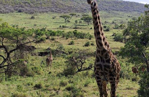 7 Day Kenya Highlights Amboseli to Masai Mara