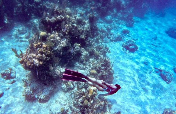 Snorkel Beaches and Pigs Shoreline Tour