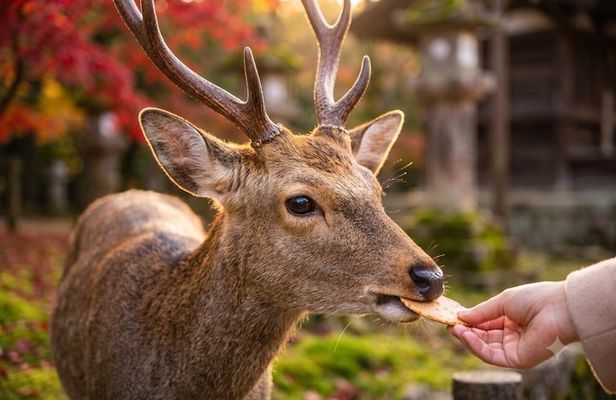 Nara: Must see attractions tour with English Speaking Guide
