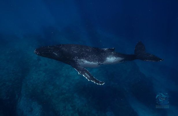 Swim with Humpback Whales Adventure