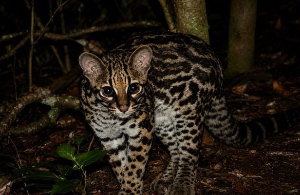 Guided Night Tour in Monteverde Cloud Forest