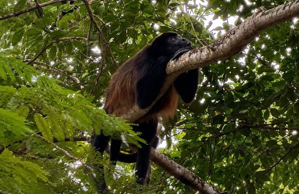 Tamarind Mangrove Tour and Wildlife Watching