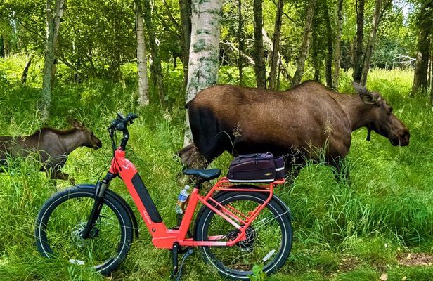 Go eBike Alaska on Tony Knowles Trail