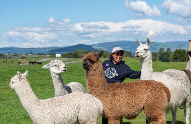 Rotorua Farm & Forest Private Tour from Auckland