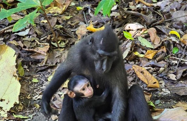North Sulawesi and Gorontalo Tour Experience
